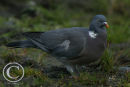 Woodpigeon